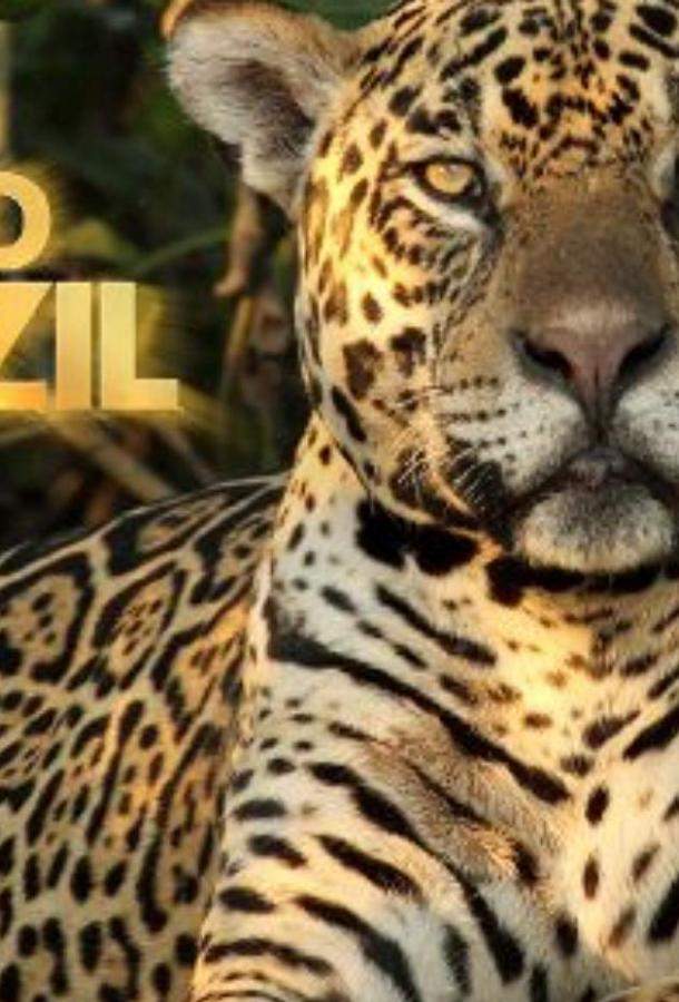 Дикая Бразилия 1 сезон